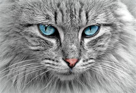 Qual O Nome Científico Do Bigode Do Gato