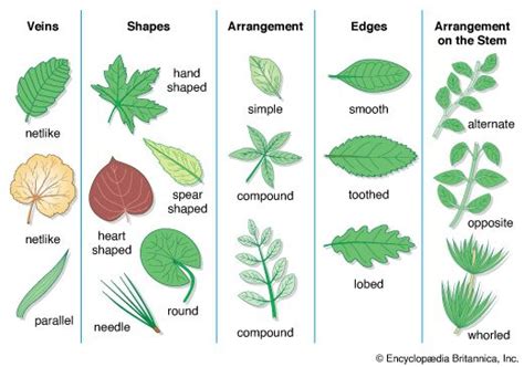 Different Types Of Tree Leaves With Names