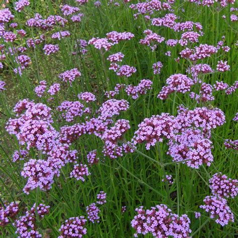 Verveine De Buenos Aires Verbena Bonariensis Une Grande Vivace Légère