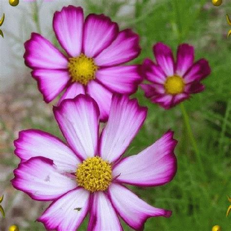 This particular species, sulphureus, imo is a far superior garden specimen than any other cosmos i have grown. Cosmos bipinnatus (Cosmos 'Picotee') Wildflower Seeds