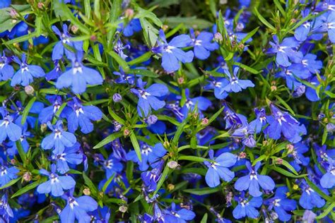 Flowers can be used dried or fresh cut, while the. 17 Blue Perennials for your Garden - Garden Lovers Club