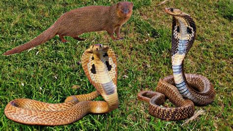 King Cobra Vs Mongoose Fight To Death Big Battle Of Animals Attack