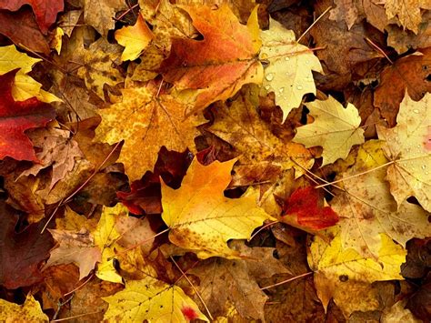 Leaf Collection To Begin In Late October In Alexandria Old Town