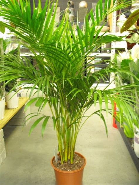 Caring For Areca Or Butterfly Palm Palm Plant Palm House Plants