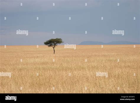 Solitary Acacia Tree In The Plains Of The Masai Mara Stock Photo Alamy