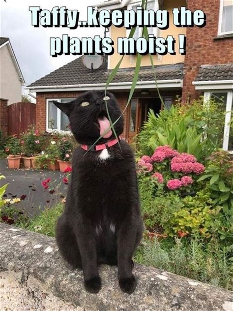 23 Hilarious Cat Memes To Make You Giggle All Caturday I Can Has
