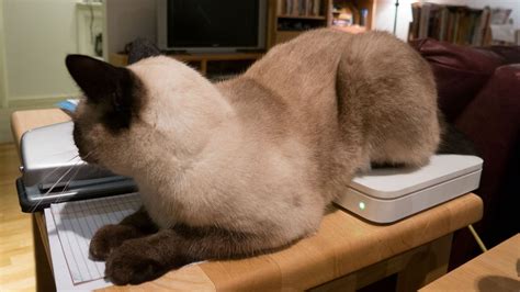 9 Things Your Cats Butthole Has Definitely Touched Mtv