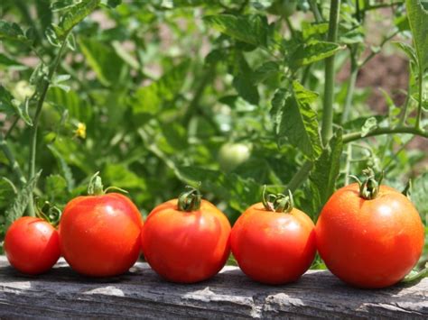 The Garden Show Tips Late Blight Resistant Tomatoes Zoomer Radio Am740