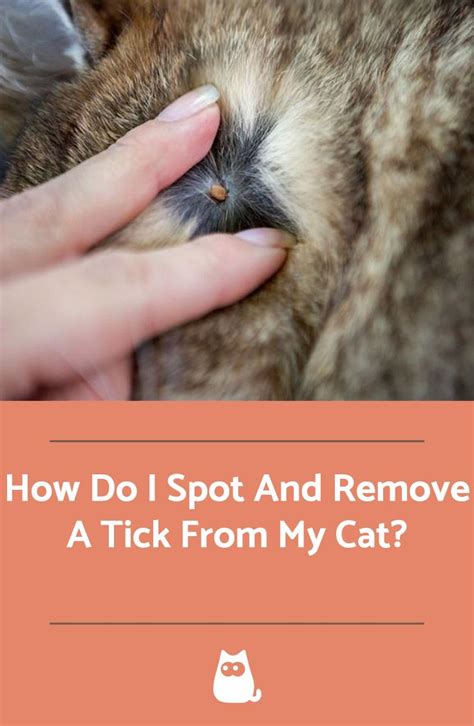 How Do I Spot And Remove A Tick From My Cat Ticks On Cats Pet