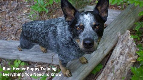 Blue Heeler Puppy Training Everything You Need To Know