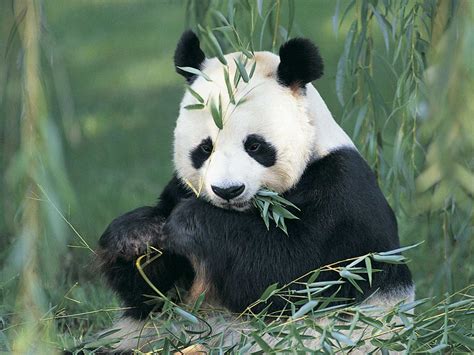 Cute Panda Bears Animals Photo 34915026 Fanpop