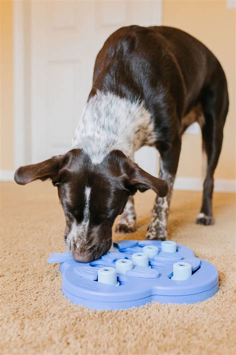 Nina Ottosson Dog Puzzles Level 2 Intermediate Dog Treat Puzzles
