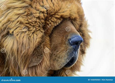 The Thick Furry Coat Of A Tibetan Mastiff Lays Heavily Over The Eyes Of