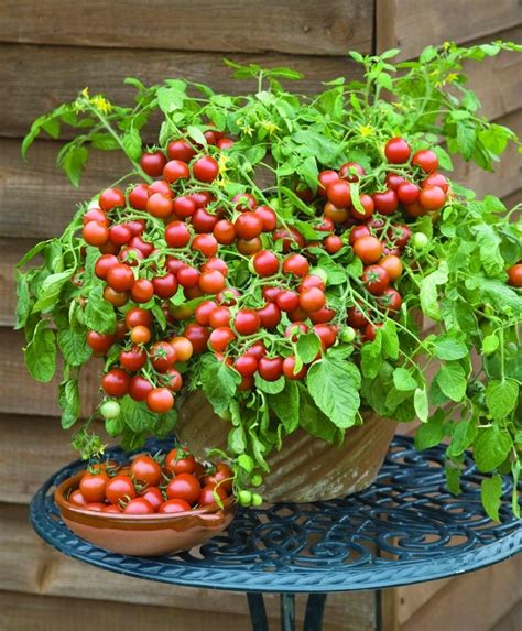 Planting Cherry Tomato Seeds In Pots