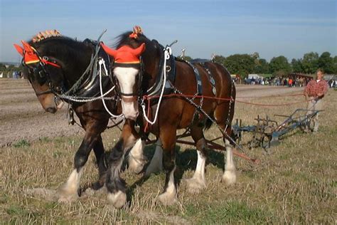 🔥 50 Clydesdale Horses Wallpapers Wallpapersafari