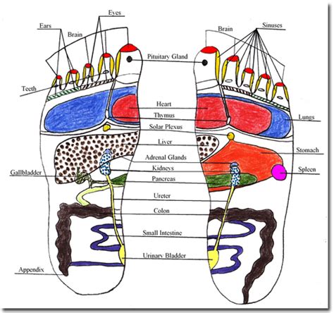 Foot Reflexology Diagram