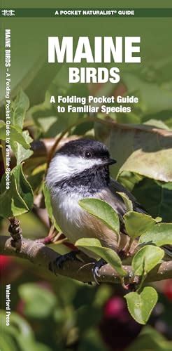 Maine Birds A Folding Pocket Guide To Familiar Species Wildlife And