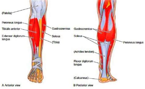 muscle diagram of leg - Google Search | Leg muscles diagram, Lower leg