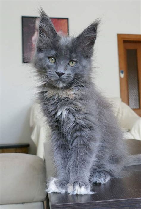 Discover The Top 10 Must Have Products For Your Russian Blue Maine Coon