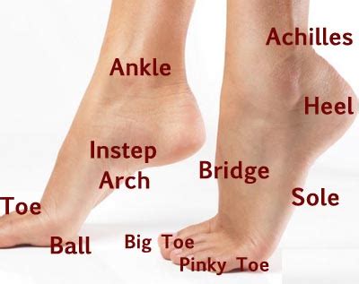 Anatomy Of The Foot And Ankle OrthoPaedia Art Kk Com