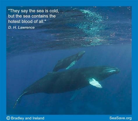 Feb 11, 2021 · ocean quotes that will make your day. Sea Save Foundation on Twitter: "From #DHLawrence's poem "Whales weep not." Help us prevent the ...