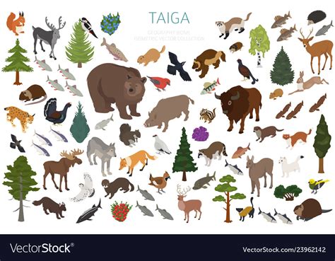 Taiga Biome Boreal Snow Forest 3d Isometry Design Vector Image