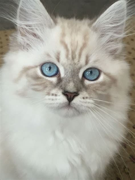Saban Blue Lynx Point With White Siberian Kitten Born 5916 Born