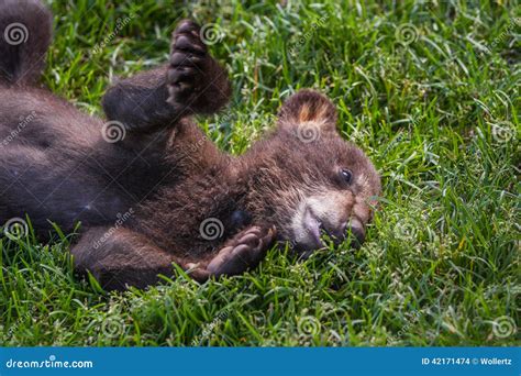 Cute Black Bear Cub Stock Photo Image Of Funny Furry 42171474