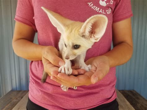 Janda Exotics Animal Ranch | Exotic Pets and Animal Encounters | Kingsbury