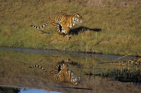 Bengal Tiger Panthera Tigris Tigris Adult Running Near Water Stock