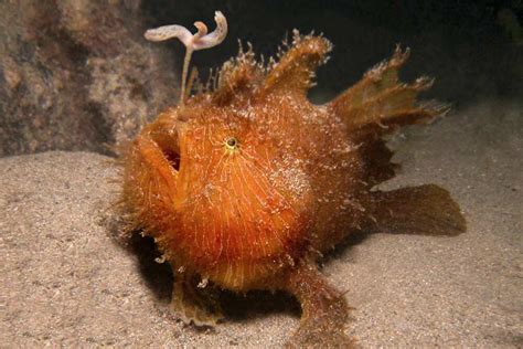 Top 10 Ugly Fish The Weirdest Looking Sea Creatures In The World