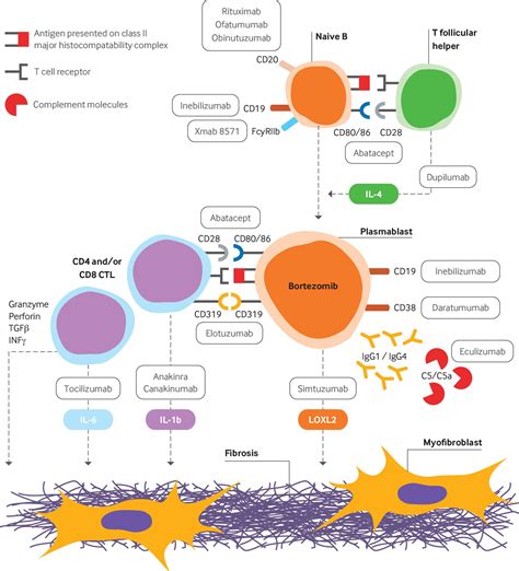 Advances In The Diagnosis And Management Of Igg4 Related Disease The Bmj