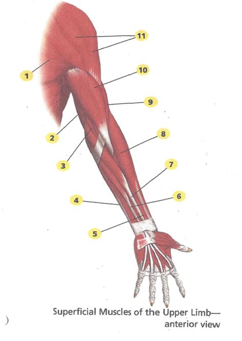 Upper Arm Muscles Diagram Muscles Of The Arm And Hand Vrogue Co