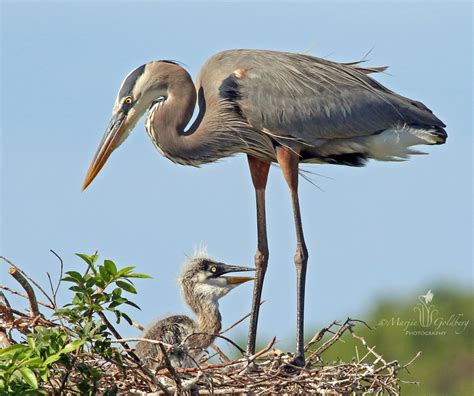 Grey Heron Mother With Chick At Nest Sarasota Florida Must Do
