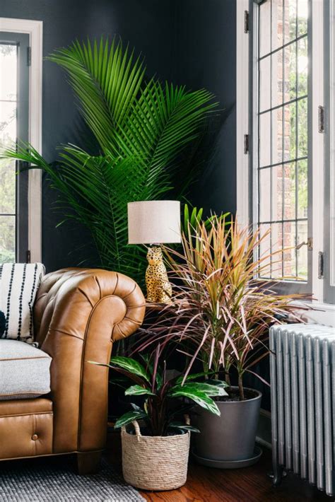 The Best Plants For Any Living Room Bloomscape Living Room Plants