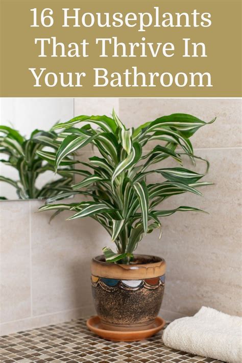16 Best Plants That Thrive In Your Bathroom Plants Low Light House