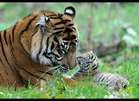 Tiger Cubs Represent One Of The Last Chances For Species
