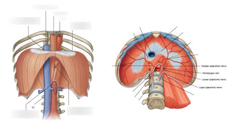 Anatomy Case 6 Diaphragm Diagram Quizlet
