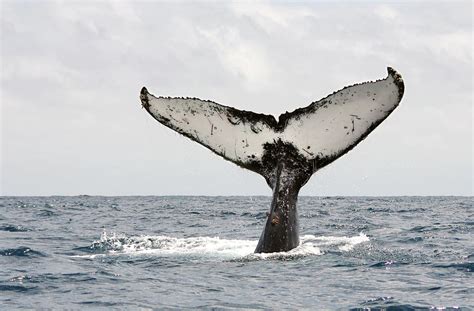 humpback whale tail by photography by jessie reeder