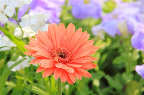 Filea Daisy Flower Wikimedia Commons