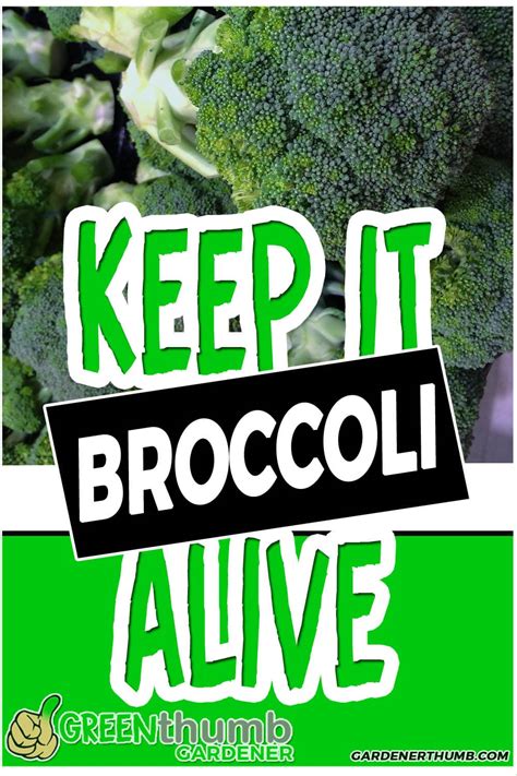 In the freezer, the cooked broccoli lasts more than three months. How Long Does Broccoli Last | 7 Tips to Extend its Shelf ...