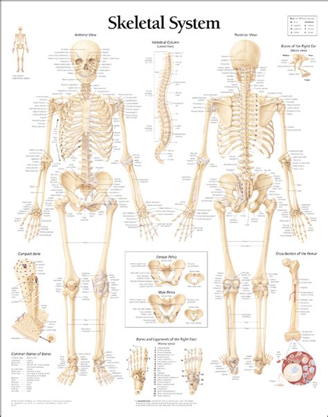 The most basic unit is the cell; HUMAN BODY SYSTEM: Human Skeleton System and Its Different ...
