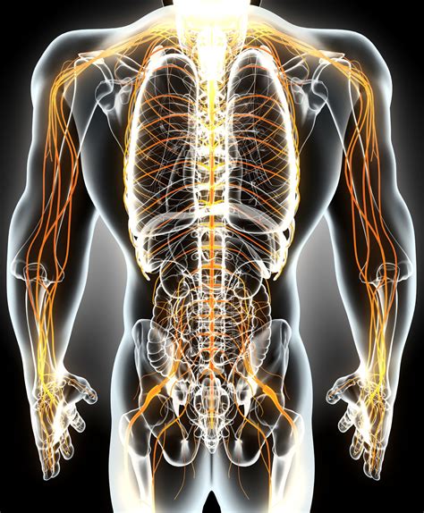 Human Central Nervous System Diagram Nervous System Diagram Exatin