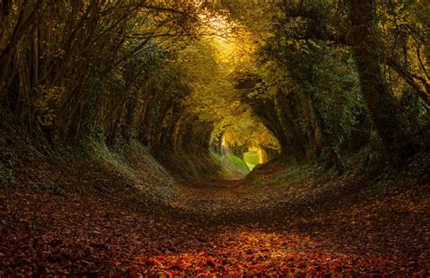 Tunnel Of Trees Halnaker England Photo Túnel De árboles Hermosos