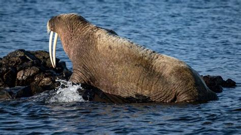 Wwf Wants Citizen Scientists To Count Walruses From Space Mashable