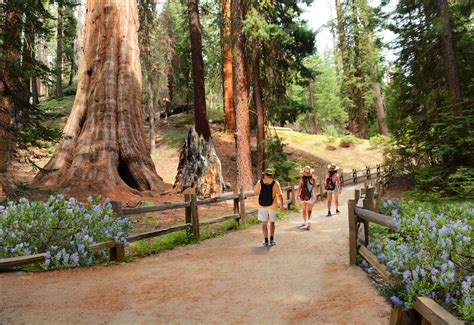 Sequoia National Park Kings Canyon National Park Im Land Der Riesen