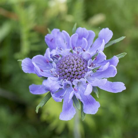 Scabiosa Flowers Scabiosa Columbaria Tiny Flowers Bridal Flowers