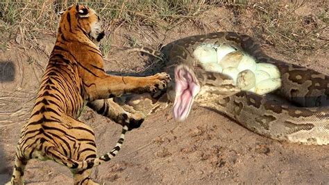 Hungry Tiger Hunted Wild Boar And Ate Delicious Meat But A Giant Python