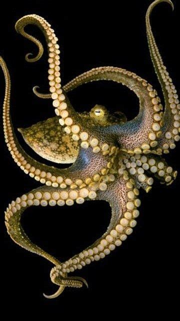 Octopus Photography Criaturas Marinhas Sob O Mar Moluscos