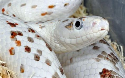 11 Amazing Corn Snake Morphs Facts With Picture